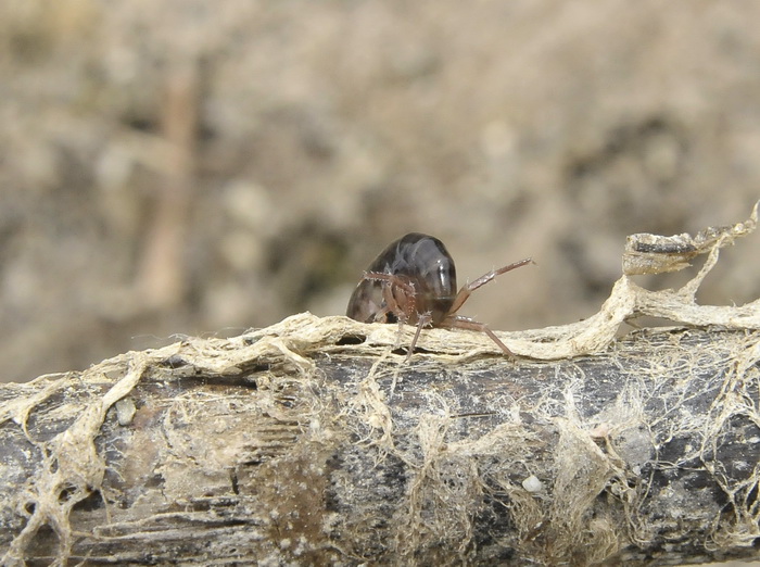 Talitrus saltator ?